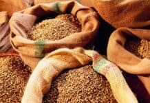 빈센트 반 고흐가 사랑한 귀부인 ‘모카’