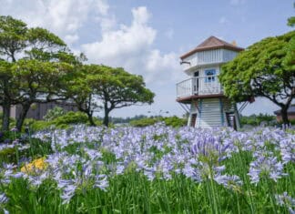 제주 허브동산, 수국 & 아가판서스 축제 개최